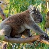 Koala - Phascolarctos cinereus o2883